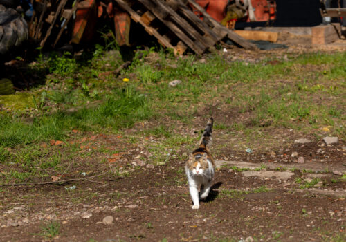 BauernhofeisFam.BhlerGbRPeterBhlerundBettinaBhler-22__msi___jpg